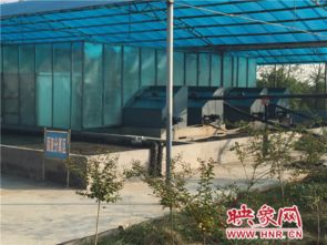 網絡媒體視角下的牧原集團 養豬硬實力筑牢食品安全防線